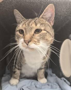Domestic Short Hair Cats Available for Adoption in New York, New York - Snooky | PetCurious