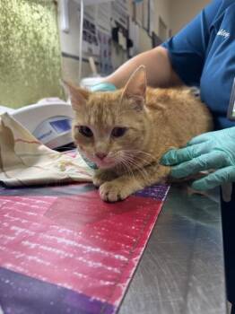 CITRUS -  Domestic Short Hair Cat for Adoption in Riverside, California - CITRUS | PetCurious