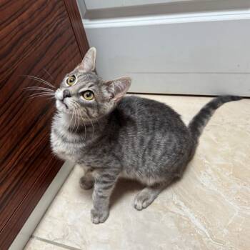 Kai -  Domestic Short Hair Cat for Adoption in Gibsonia, Pennsylvania - Kai | PetCurious