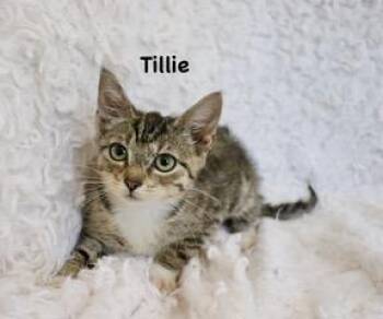 Tillie -  Exotic Shorthair and Tabby Cat for Adoption in St. Augustine, Florida - Tillie | PetCurious