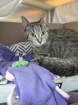 Domestic Short Hair Cats Available for Adoption in Westland, Michigan - Willow | PetCurious