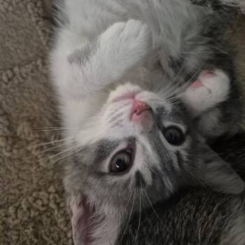 Kendra -  Domestic Short Hair Cat for Adoption in Lexington, Kentucky - Kendra | PetCurious