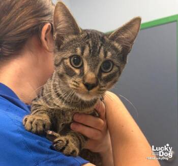Centaur -  Domestic Short Hair Cat for Adoption in Washington, District Of Columbia - Centaur | PetCurious