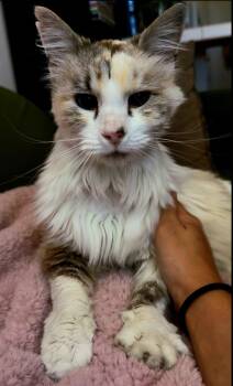Snow White -  Siamese Cat for Adoption in San Jose, California - Snow White | PetCurious
