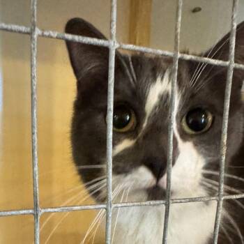 Domestic Short Hair Cats Available for Adoption in Kennebunk, Maine - Olivia *Bonded W/ Olive* | PetCurious