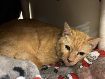Rescue Domestic Short Hair Cats for Adoption in Watkinsville, Georgia - Garfield | PetCurious