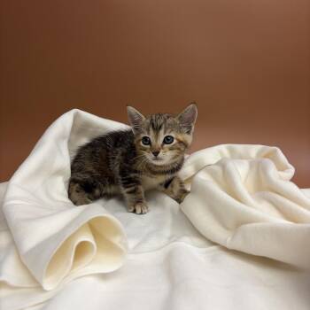 Sandy -  Domestic Short Hair Cat for Adoption in San Antonio, Texas - Sandy | PetCurious