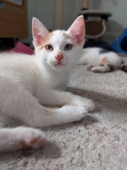 Haymitch -  Domestic Short Hair Cat for Adoption in Montreal, Quebec - Haymitch | PetCurious