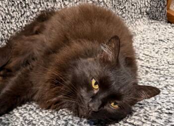 Poppy -  Domestic Long Hair Cat for Adoption in Cambridge, Maryland - Poppy | PetCurious