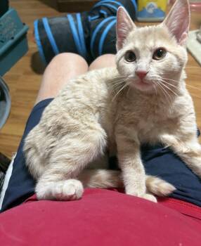 Amelia -  Domestic Short Hair Cat for Adoption in Nashville, Tennessee - Amelia | PetCurious