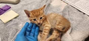 Tiny -  Domestic Short Hair Cat for Adoption in Fishers, Indiana - Tiny | PetCurious