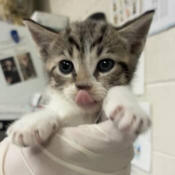 Domestic Short Hair Cats Available for Adoption in Pensacola, Florida - TOBY | PetCurious