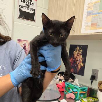 Hemsworth -  Domestic Short Hair Cat for Adoption in Chattanooga, Tennessee - Hemsworth | PetCurious