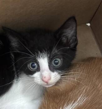 OREO -  Domestic Short Hair Cat for Adoption in Dallas, Texas - OREO | PetCurious