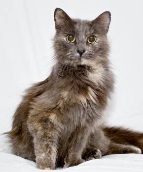 Lanai -  Domestic Long Hair and Dilute Tortoiseshell Cat for Adoption in Washburn, Wisconsin - Lanai | PetCurious