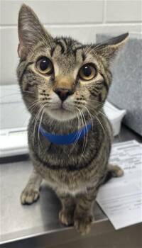 KYLAR -  Domestic Short Hair Cat for Adoption - KYLAR | PetCurious