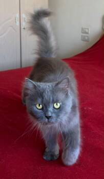 Rhino -  Nebelung and Maine Coon Cat for Adoption in Brampton, Ontario - Rhino | PetCurious