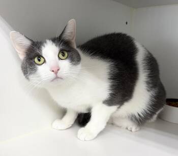 ChaCha -  Domestic Short Hair Cat for Adoption in Rochester, Indiana - ChaCha | PetCurious