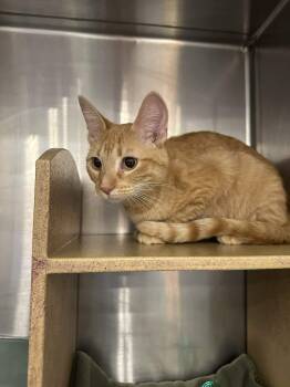 Rescue Domestic Short Hair Cats for Adoption in Peoria, Illinois - Topaz | PetCurious