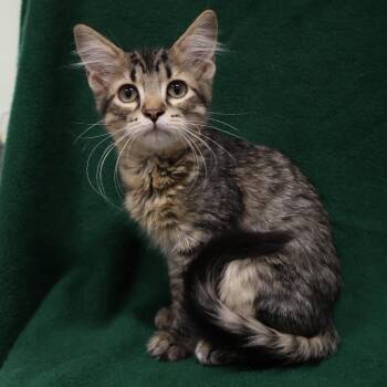 Waffles -  Domestic Short Hair Cat for Adoption in Saint Charles, Missouri - Waffles | PetCurious