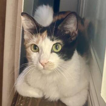 Cali -  Domestic Short Hair Cat for Adoption in Tustin, California - Cali | PetCurious