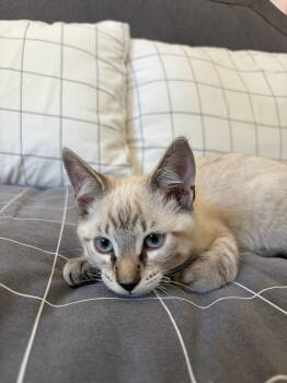 Rescue Domestic Short Hair Cats for Adoption in Los Angeles, California - Coconut | PetCurious