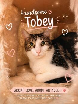 Tobie -  Domestic Short Hair Cat for Adoption in Miami Beach, Florida - Tobie | PetCurious