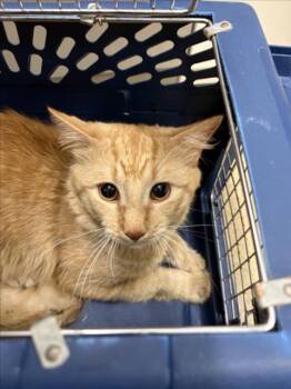 TIP TOE -  Domestic Short Hair Cat for Adoption in Derwood, Maryland - TIP TOE | PetCurious
