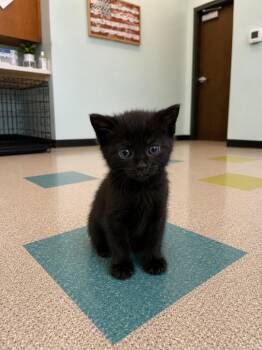 Audio -  Domestic Short Hair Cat for Adoption in Gallatin, Tennessee - Audio | PetCurious