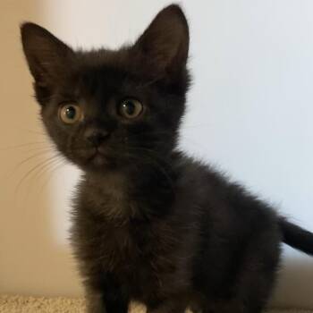 Sapphire -  Domestic Short Hair Cat for Adoption in Washington, Pennsylvania - Sapphire | PetCurious