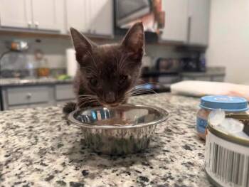 Gus Gus -  Domestic Short Hair Cat for Adoption in Conway, South Carolina - Gus Gus | PetCurious