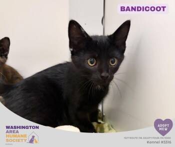 Bandicoot -  Domestic Short Hair Cat for Adoption in Eighty Four, Pennsylvania - Bandicoot | PetCurious