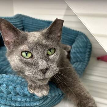 Domestic Short Hair Cats Available for Adoption in Cleveland, Ohio - Cleopatra  | PetCurious