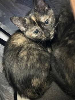 Blue Cheese -  Domestic Short Hair Cat for Adoption in Fort Worth, Texas - Blue Cheese | PetCurious