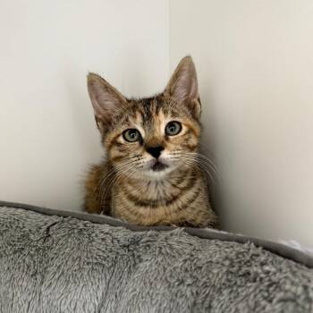 Domestic Short Hair Cats Available for Adoption in Jupiter, Florida - Grace | PetCurious