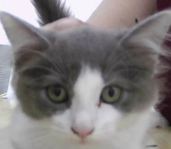 Rescue Domestic Medium Hair Cats for Adoption in Dayton, Minnesota - Nala | PetCurious