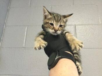 Domestic Short Hair Cats Available for Adoption in Thousand Palms, California - BOBBY | PetCurious