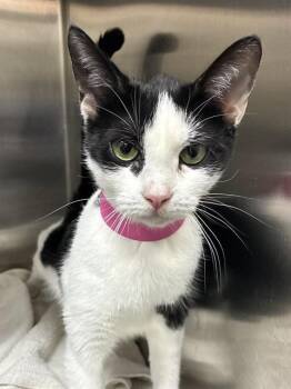 VIENNA -  Domestic Short Hair Cat for Adoption - VIENNA | PetCurious