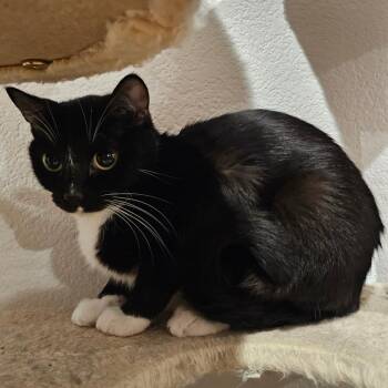 Domestic Short Hair Cats Available for Adoption in Bismarck, North Dakota - Regina | PetCurious