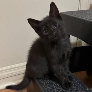 Scrambles -  Domestic Short Hair Cat Available for Adoption in Cumming, Georgia - Scrambles | PetCurious