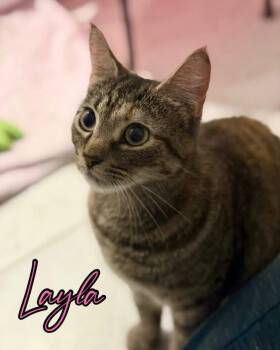 Layla -  Domestic Short Hair Cat for Adoption in Hazlet, New Jersey - Layla | PetCurious