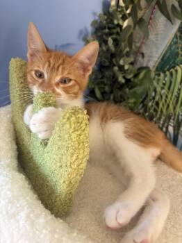 Han Solo -  Domestic Short Hair Cat for Adoption in Beaverton, Oregon - Han Solo | PetCurious
