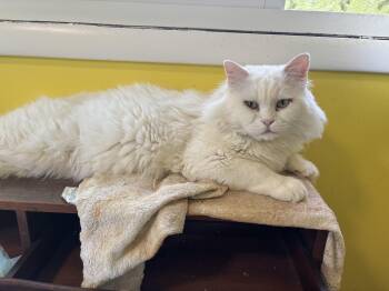 Sezar (part Persian, Long hair) -  Persian Cat for Adoption in Fairfax, Virginia - Sezar (part Persian, Long Hair) | PetCurious