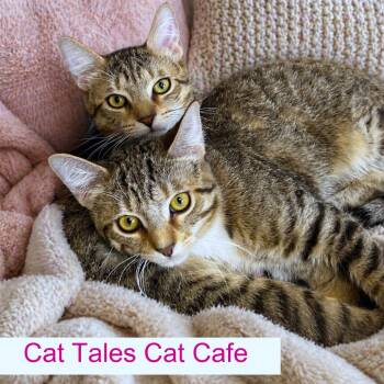 Domestic Short Hair Cats Available for Adoption in Chapel Hill, North Carolina - Hopthorn | PetCurious