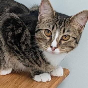 Domestic Short Hair Cats Available for Adoption - Roquefort | PetCurious