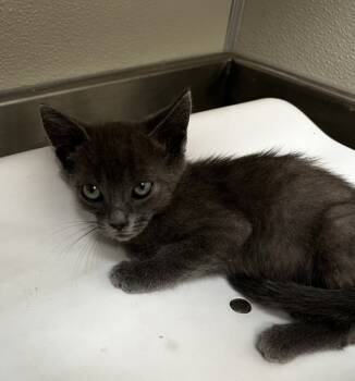 Rescue Domestic Short Hair Cats for Adoption in Tracy, California - TAMARILLO | PetCurious