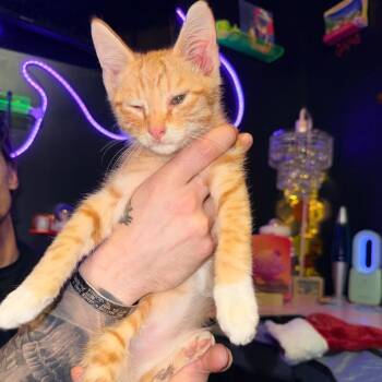 Pepperoni -  Domestic Short Hair Cat Available for Adoption in Inman, South Carolina - Pepperoni | PetCurious