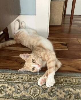 Rescue Domestic Short Hair Cats for Adoption in Calverton, Maryland - Victini | PetCurious