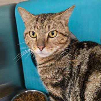 Domestic Short Hair Cats Available for Adoption - Martini | PetCurious