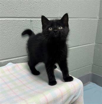 PRINGLES -  Domestic Short Hair Cat for Adoption in Geneva, Illinois - PRINGLES | PetCurious